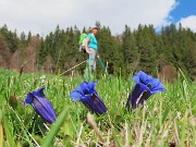 47 Fiori di Gentiana clusii (Genziana di Clusius)